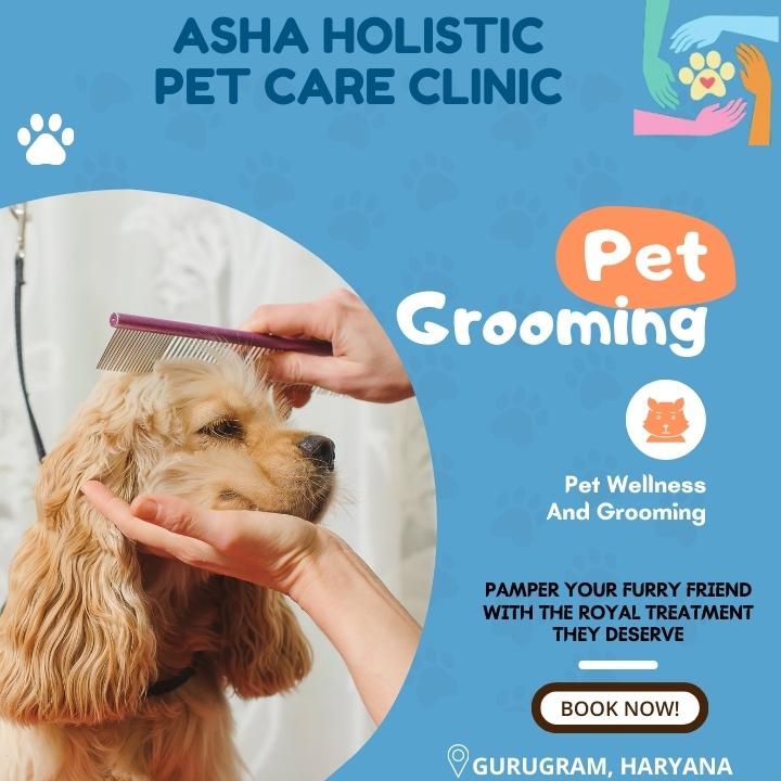 Asha Holistic Pet Care Clinic in sector 49 | Veterinarian Service