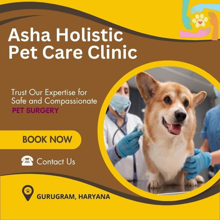 Asha Holistic Pet Care Clinic in sector 49 | Veterinarian Service