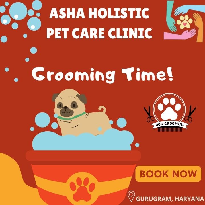 Asha Holistic Pet Care Clinic in sector 49 | Veterinarian Service