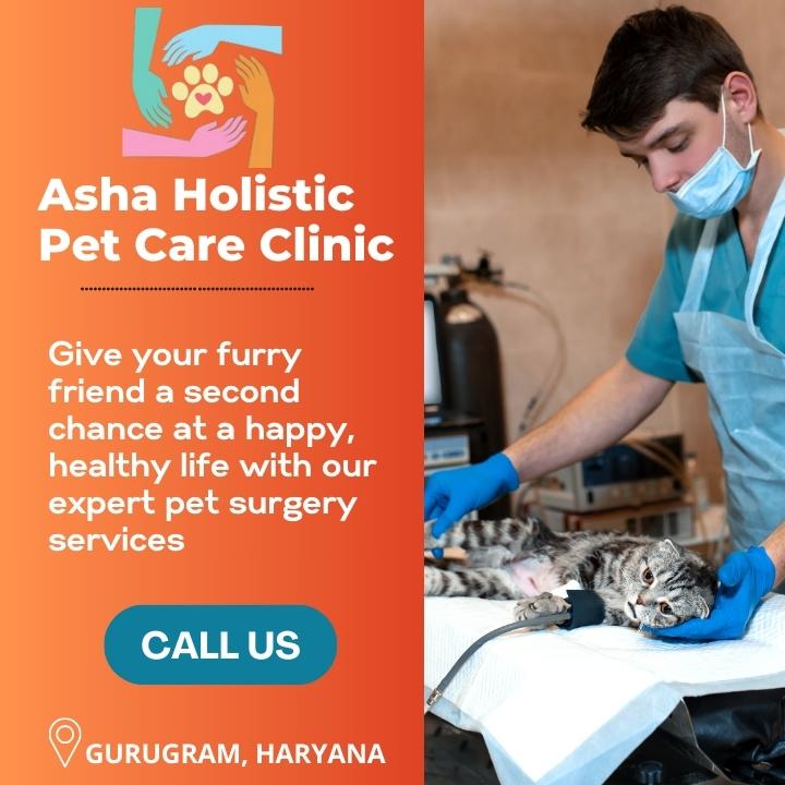 Asha Holistic Pet Care Clinic in sector 49 | Veterinarian Service