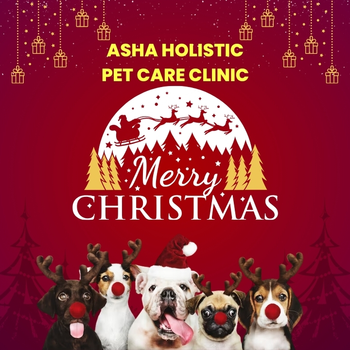 Asha Holistic Pet Care Clinic in sector 49 | Veterinarian Service