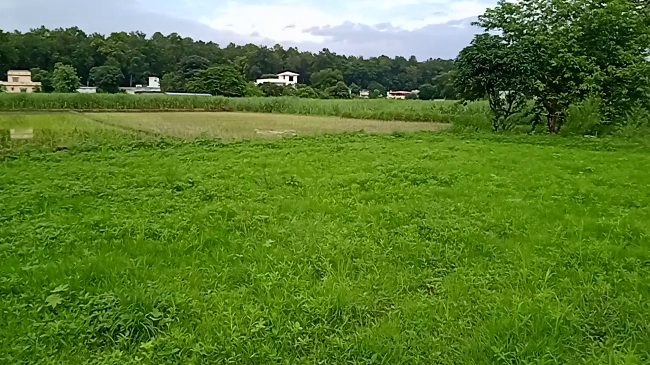 24200 Sq Yards Agricultural Land/Farm Land for Sale in Dodhli