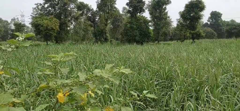 61951 Sq Yards Plots & Land for Sale in Dharmawala