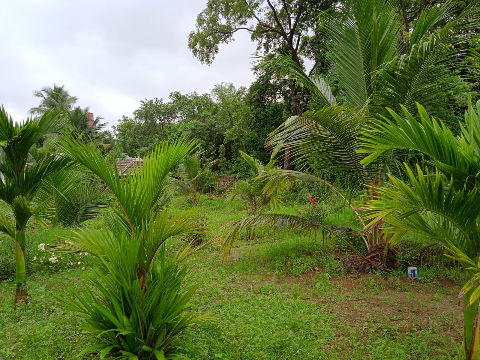 17000 sqft Agricultural Land/Farm Land for Sale in Hanumanalu
