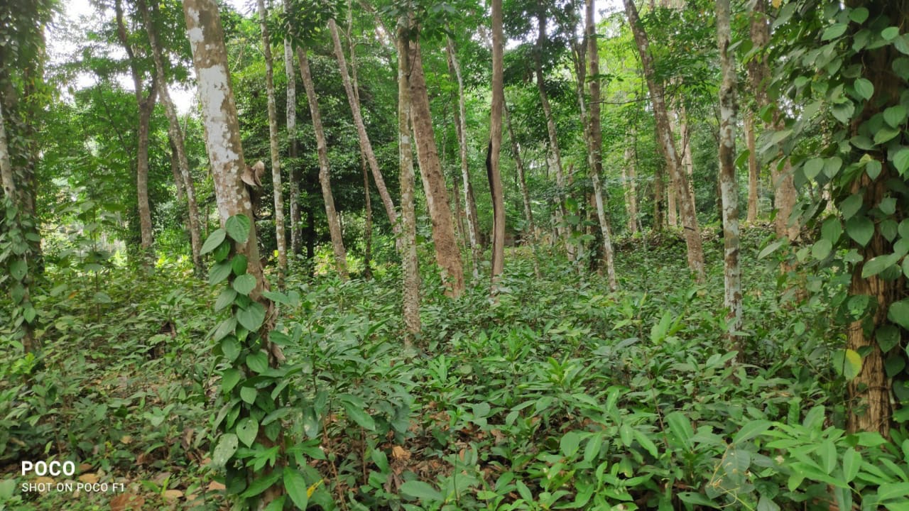 2 Acres Agricultural Land/Farm Land for Sale in Arakuzha